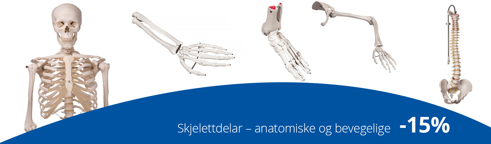 skjelett, anatomisk skjelett, bevegelige skjelettdeler, kampanje, kampanje, fysioterapi, fysiopartner